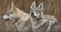 Чехословашки вълчак , снимка 4