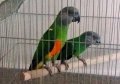 Сенегалски папагали-чифт
