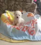 Бишон фризе -Френска болонка, снимка 4