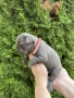 френски булдог/french Buldog, снимка 8