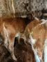 свободни телета за клане и гледане , снимка 5