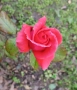 РОЗА , снимка 3