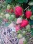 Продавам разсат ягоди , снимка 3