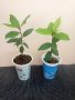 Растения дафинов лист между 12 и 20см., за Варна 