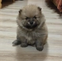 Продавам померан, снимка 1