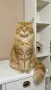 Мейн куун котета, снимка 6