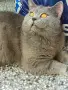 Британски късокосмести котета, снимка 14