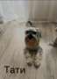 продаваме Цверг Шнауцери, снимка 4