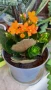 Оранжево каланхое, снимка 2