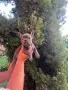 Френски булдог син, снимка 2