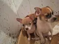 Кученца чихуахуа , снимка 4