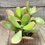 Crassula ovata ‘Hummel’s Sunset’, снимка 1
