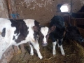 Продавам две женски телета , снимка 1