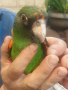 Продавам Жардина (Конгоански папагал), снимка 11