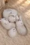 Бежови персийски котенца , снимка 1