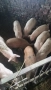 Продавам прасенца, снимка 3