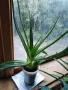 Лечебно Алое Вера, снимка 1