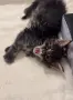 Maine coon чистокръвни, снимка 6