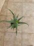 Алое Вера, , снимка 2