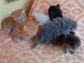 Сибирски котенца, сибирче, хипоалергично, коте, сибирска котка, снимка 9
