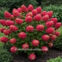 Хортензия Paniculata Wim's Red, снимка 2