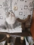 Продавам персийско женско коте, снимка 12