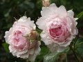 Роза 8, снимка 1 - Градински цветя и растения - 41783302
