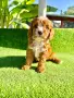Кавапу (Cavapoo ), снимка 1