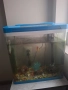 продавам аквариум , снимка 2