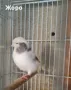 Продавам канари, снимка 2