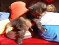 Сибирско коте, момиче, цвят костенурка, сибирка, котенце, котка , снимка 2