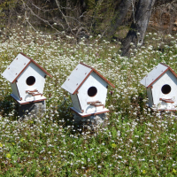 Къщички за птици , върху които може да се рисува ., снимка 4 - Други - 36254268