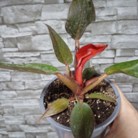 Филодендрон  червен., снимка 1 - Стайни растения - 44732979