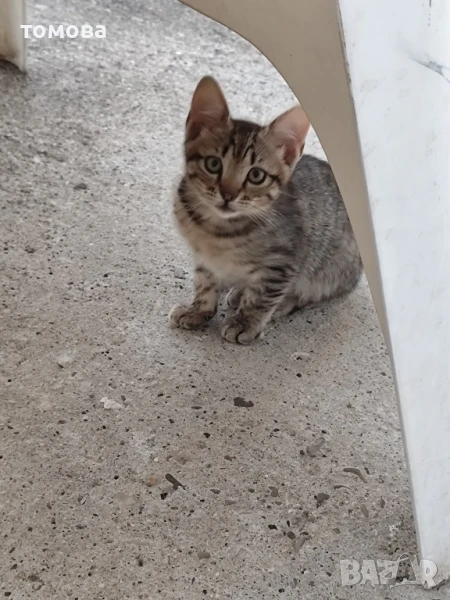 подарявам коте, снимка 1