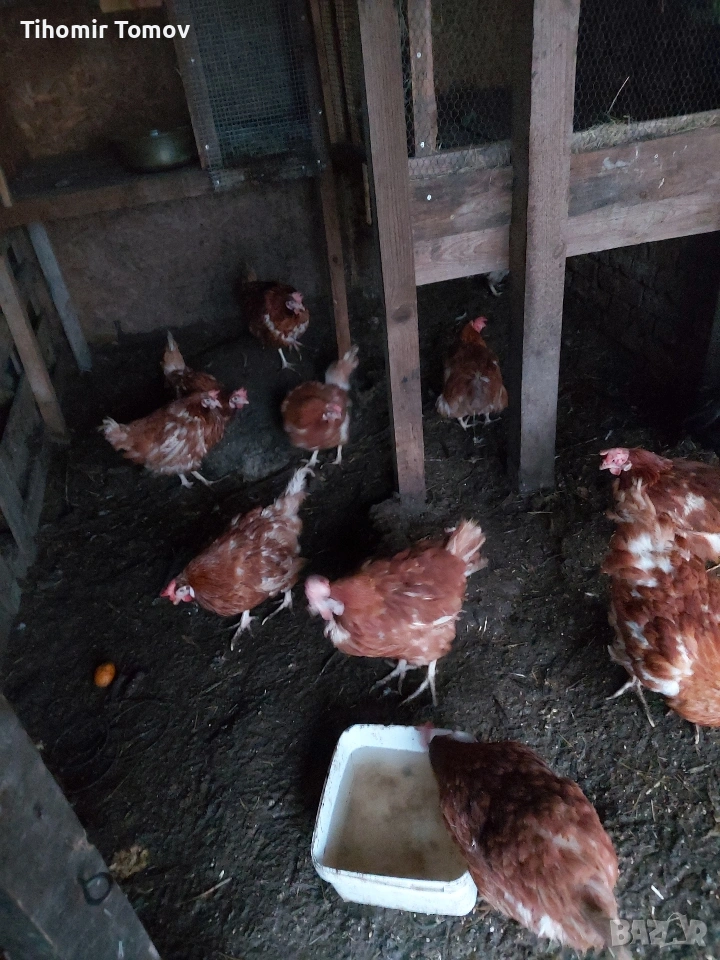 Продавам кокошки носачки петли пуйки пуяци неми патици , снимка 1