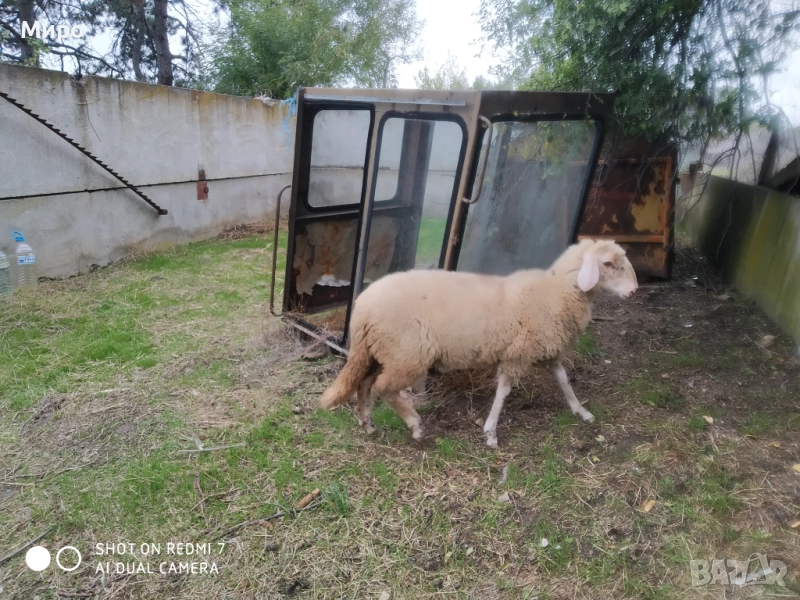 Продавам агне, снимка 1