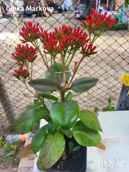 Червено каланхое - 3,99лв., снимка 1
