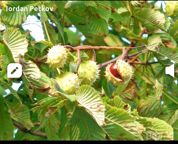 Кестен , снимка 1