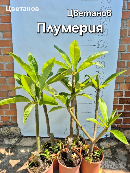 Плумерия, снимка 1
