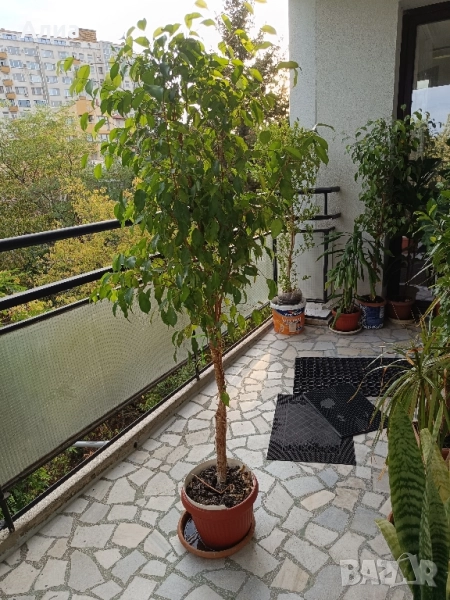 Фикус бенджамин 170см, драцена 120см, снимка 1