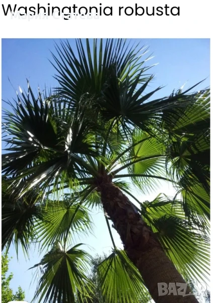 Палми от производител, снимка 1