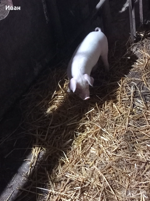 Прасета, снимка 1