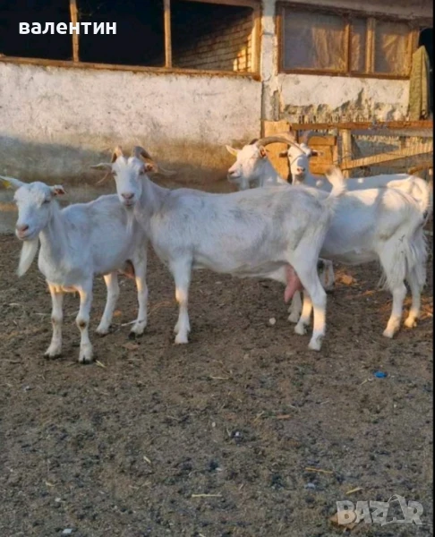 Кози ББМ, снимка 1