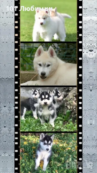 Сибирско хъски, снимка 1