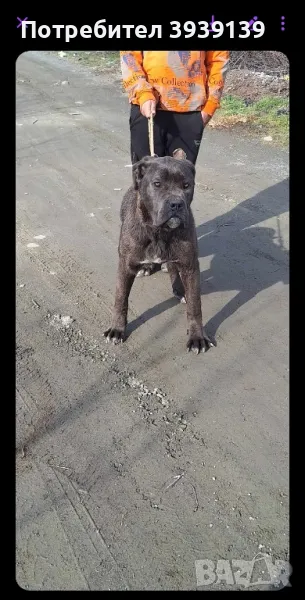 кане корсо  мъжко , снимка 1
