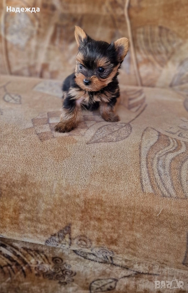 Йоркширски териер , снимка 1