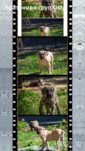 Канарски дог/Преса Канарио, снимка 1