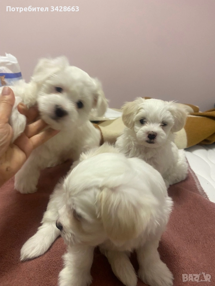 Продавам мини малтийски болонки на 2 мес след поставена първа ваксина на 12.01.2026г, снимка 1