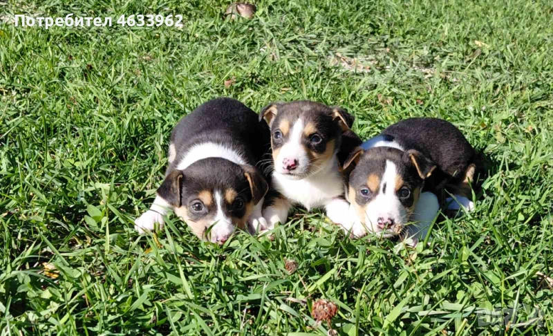Продавам Джак Ръсел териери — на 30 дни, снимка 1