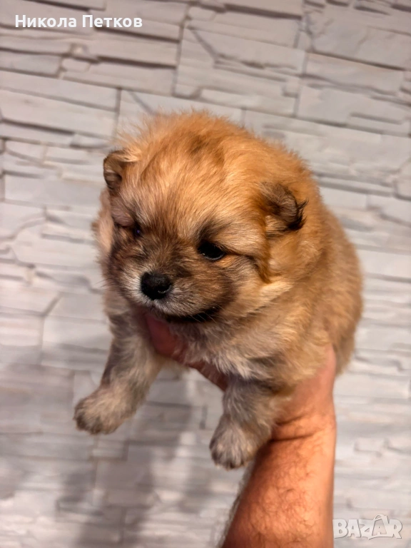 Померанчета, снимка 1